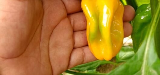 habanero 1