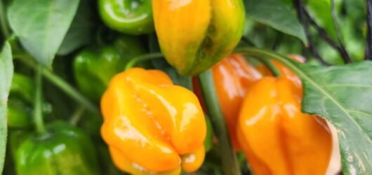 habanero 2