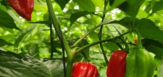 habanero 3