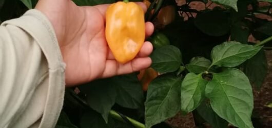 habanero 4