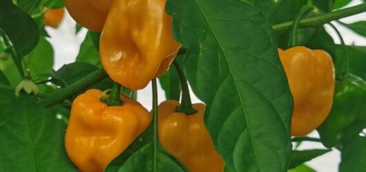 habanero 5