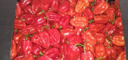 habanero 6